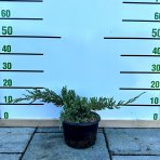 Borievka šupinatá (Juniperus squamata) ´BLUE CARPET´ - Ø 20-30 cm, výška 10-15 cm, kont. C3L